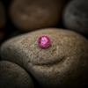 NEW BURMA RUBY 1.45-CARATS (S0244-A17)