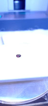 RUBY 0.8-CARATS (S0231-A17)